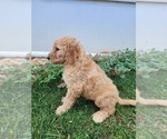 Small Photo #3 Goldendoodle Puppy For Sale in RUTHERFORDTON, NC, USA