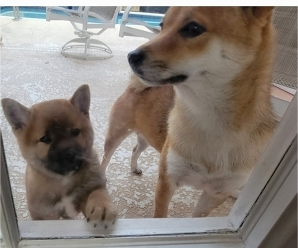 Medium Photo #3 Shiba Inu Puppy For Sale in WELLINGTON, FL, USA