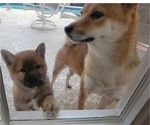 Small Photo #3 Shiba Inu Puppy For Sale in WELLINGTON, FL, USA