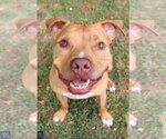 Small American Pit Bull Terrier Mix