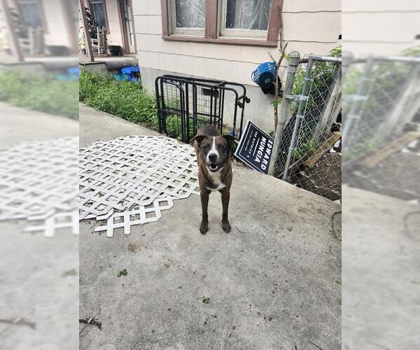 Medium Photo #1 Catahoula Leopard Dog Puppy For Sale in San Antonio, TX, USA