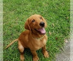 Small Photo #1 Labrador Retriever Puppy For Sale in MACON, GA, USA