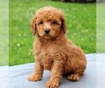 Small Photo #1 Goldendoodle-Poodle (Miniature) Mix Puppy For Sale in GAP, PA, USA