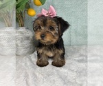 Small Photo #2 Yorkshire Terrier Puppy For Sale in FRANKLIN, IN, USA