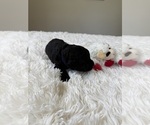 Small #109 Bernedoodle