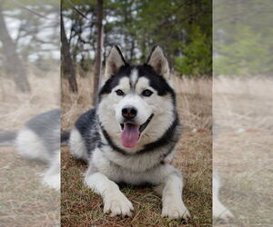- Mix Dogs for adoption in Bemidji, MN, USA