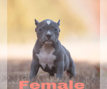 Small Photo #3 American Bully Puppy For Sale in BAKERSFIELD, CA, USA