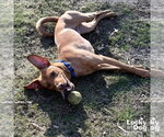 Small Photo #4 Labrador Retriever-Retriever  Mix Puppy For Sale in Washington, DC, USA