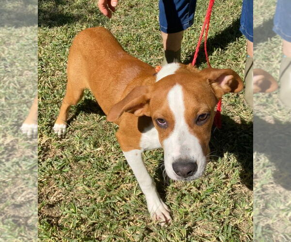 Medium Photo #4 Labrador Retriever-Unknown Mix Puppy For Sale in Canton, CT, USA