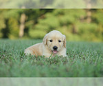 Puppy Sadie Golden Retriever