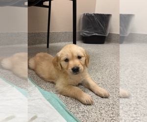 Golden Retriever Puppy for sale in LAS VEGAS, NV, USA