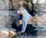 Small #2 Labrador Retriever Mix