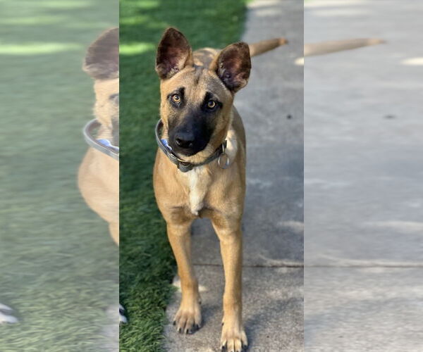 Medium Photo #12 Mutt Puppy For Sale in Dana Point, CA, USA