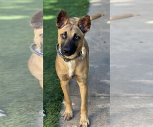 Missy - Female Mutt Dog for Adoption - Photo #12