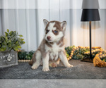 Small Photo #12 Siberian Husky Puppy For Sale in SHREVE, OH, USA