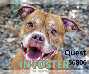 Boxer-Unknown Mix Dogs for adoption in Palmetto, FL, USA
