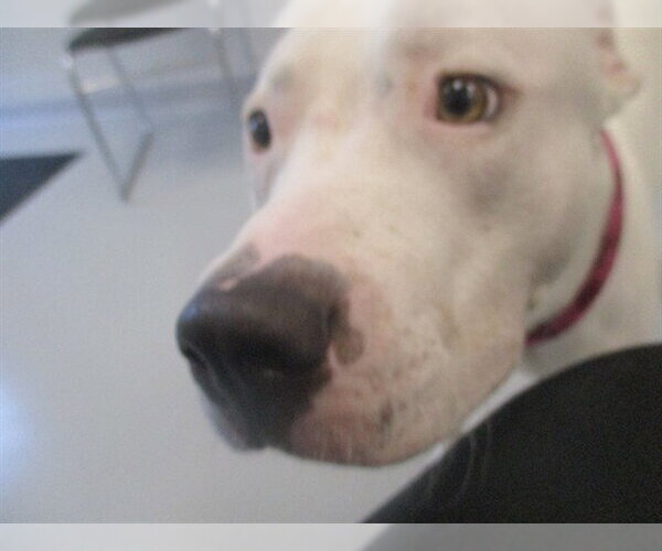 Medium Photo #1 Staffordshire Bull Terrier Puppy For Sale in Ocala, FL, USA