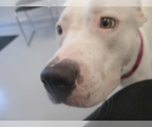 Staffordshire Bull Terrier Dogs for adoption in Ocala, FL, USA