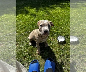 American Bully Puppy for sale in MONACA, PA, USA