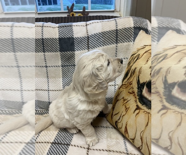 Medium Photo #3 English Cream Golden Retriever Puppy For Sale in Normandy, TN, USA
