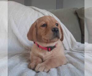 Labrador Retriever Puppy for sale in NARVON, PA, USA