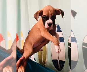 Boxer Puppy for Sale in FAYETTEVILLE, North Carolina USA