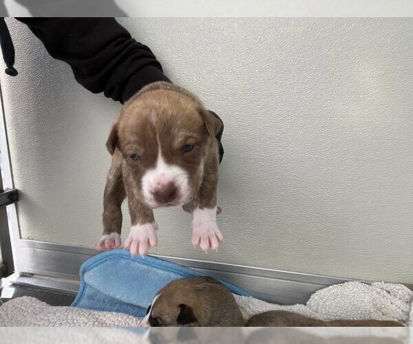 Medium Photo #1 Mutt Puppy For Sale in Corona, CA, USA