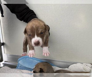 Mutt Dogs for adoption in Corona, CA, USA