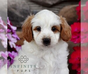 Miniature Labradoodle Puppy for sale in MILL HALL, PA, USA