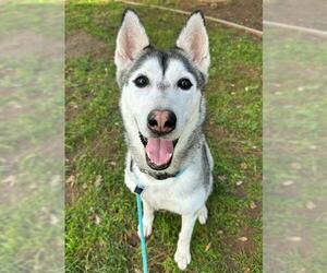 Siberian Husky Dogs for adoption in Sacramento, CA, USA