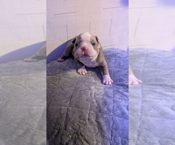 Medium Photo #1 Boston Terrier Puppy For Sale in ROCHESTER, NH, USA