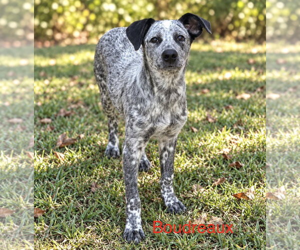 Medium Photo #1 Mutt Puppy For Sale in Sterling, MA, USA