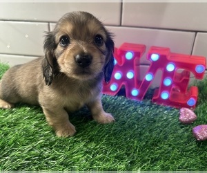 Dachshund Puppy for sale in JASPER, GA, USA