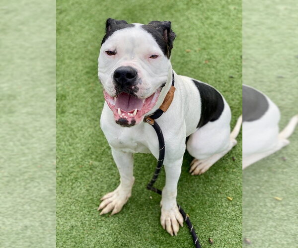 Medium Photo #12 Boxer Puppy For Sale in Austin, TX, USA