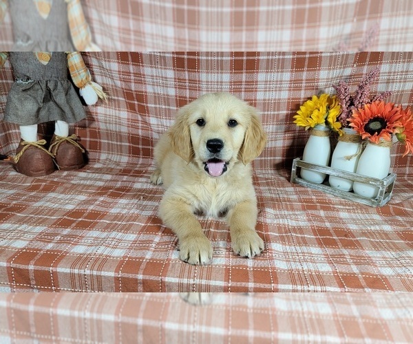 Medium Photo #1 Golden Retriever Puppy For Sale in FALCON, CO, USA