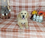 Puppy Bluey Golden Retriever