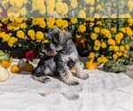 Small #11 Schnauzer (Miniature)