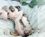 Small Photo #1 English Bulldog Puppy For Sale in MURRIETA, CA, USA