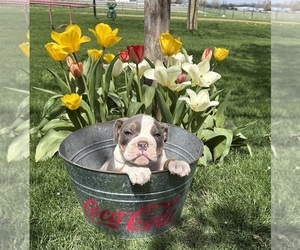 American Bulldog Puppy for sale in MIDDLEBURY, IN, USA