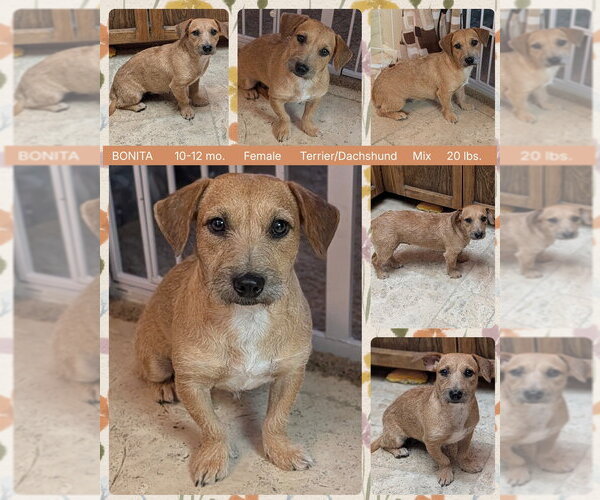 Medium Photo #1 Border Terrier-Dachshund Mix Puppy For Sale in Mesa, AZ, USA