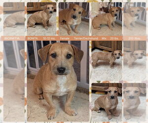 Border Terrier-Dachshund Mix Dogs for adoption in Mesa, AZ, USA