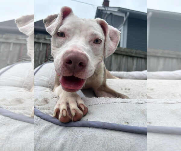 Medium Photo #38 American Pit Bull Terrier-Unknown Mix Puppy For Sale in Germantown, OH, USA