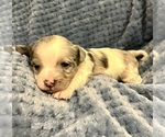 Small Photo #4 Chiweenie Puppy For Sale in BURLINGTON TOWNSHIP, PA, USA