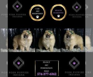Pomeranian Puppy for sale in WARSAW, IN, USA