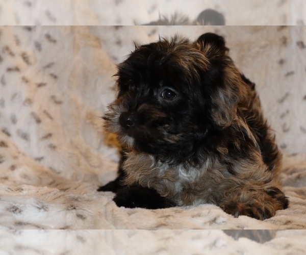 Medium Photo #15 Yorkiepoo mix (+ Poodle Toy) Puppy For Sale in DYERSBURG, TN, USA