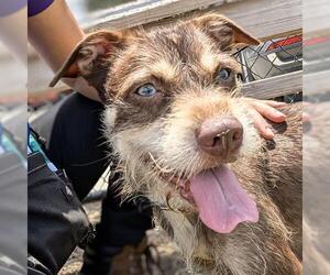 Mutt Dogs for adoption in Houston, TX, USA