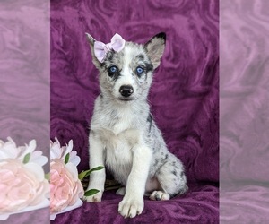 Pomsky Puppy for sale in EPHRATA, PA, USA