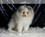 Small #2 Pomeranian