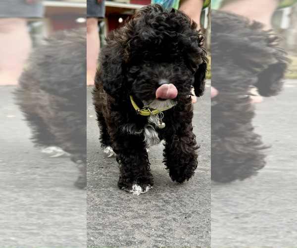 Medium Photo #6 ShihPoo Puppy For Sale in SALEM, OR, USA