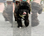 Small #5 ShihPoo